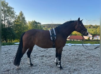 Holstein, Mare, 6 years, 16,1 hh, Brown