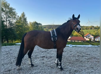 Holstein, Mare, 6 years, 16,1 hh, Brown