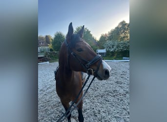 Holstein, Mare, 6 years, 16,1 hh, Brown