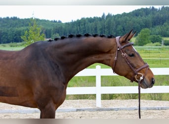 Holstein, Mare, 6 years, 16,1 hh, Brown