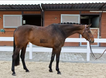 Holstein, Mare, 6 years, 16,1 hh, Brown
