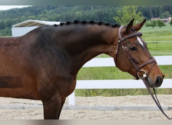 Holstein, Mare, 6 years, 16,1 hh, Brown