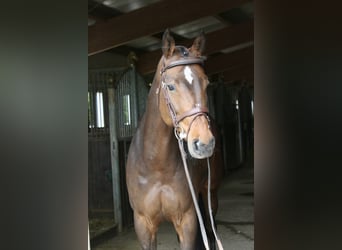 Holstein, Mare, 6 years, 16,1 hh, Brown