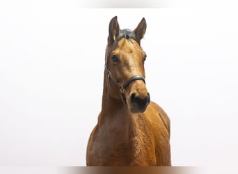 Holstein, Mare, 6 years, 16,1 hh, Brown