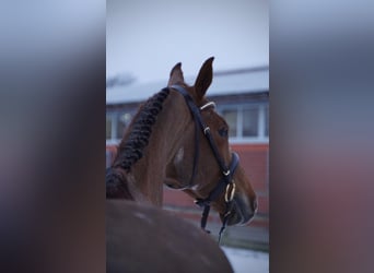 Holstein, Mare, 6 years, 16,1 hh, Chestnut-Red