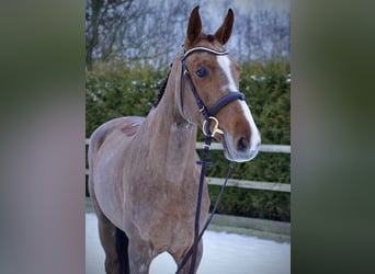 Holstein, Mare, 6 years, 16,1 hh, Chestnut-Red