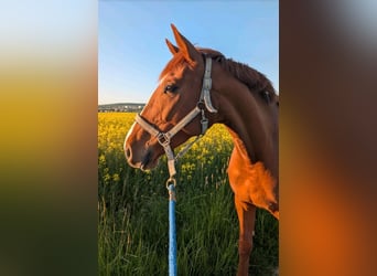 Holstein, Mare, 6 years, 16,1 hh, Chestnut-Red