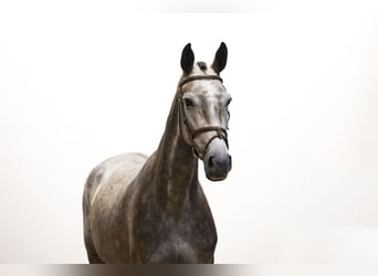 Holstein, Mare, 6 years, 16,1 hh, Grey