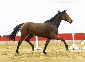 Holstein, Mare, 6 years, 16,1 hh