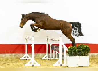 Holstein, Mare, 6 years, 16,1 hh