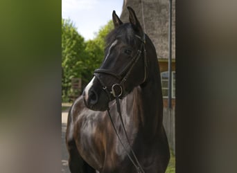 Holstein, Mare, 6 years, 16,2 hh, Black