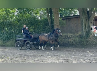 Holstein, Mare, 6 years, 16,2 hh, Brown