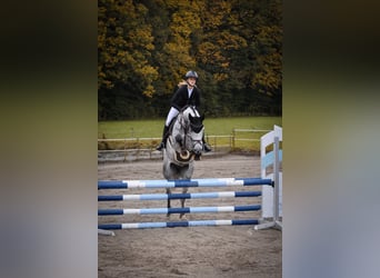 Holstein, Mare, 6 years, 16,2 hh, Gray