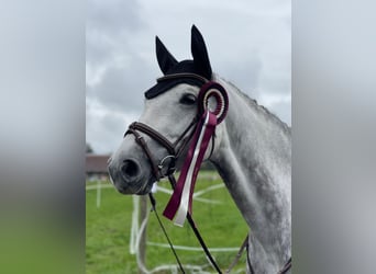 Holstein, Mare, 6 years, 16,2 hh, Gray