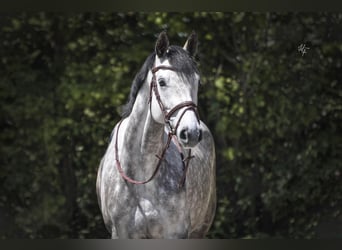 Holstein, Mare, 6 years, 16,2 hh, Gray