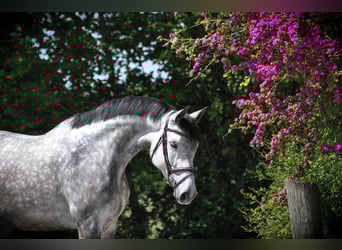 Holstein, Mare, 6 years, 16,2 hh, Gray