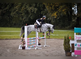 Holstein, Mare, 6 years, 16,2 hh, Gray
