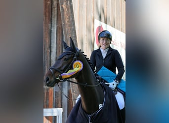 Holstein, Mare, 6 years, 16,3 hh, Bay-Dark