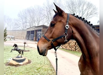 Holstein, Mare, 6 years, 17 hh, Brown