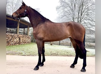 Holstein, Mare, 6 years, 17 hh, Brown