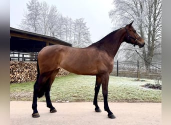 Holstein, Mare, 6 years, 17 hh, Brown