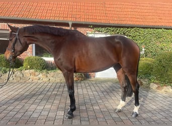 Holstein, Mare, 6 years, 17 hh, Brown