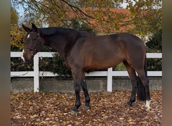 Holstein, Mare, 6 years, 17 hh, Brown