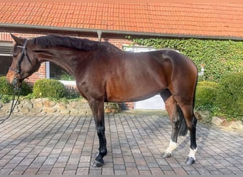 Holstein, Mare, 6 years, 17 hh, Brown