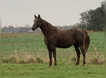 Holstein, Mare, 6 years, 17 hh, Chestnut-Red