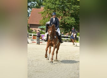 Holstein, Mare, 6 years, 17 hh, Chestnut-Red