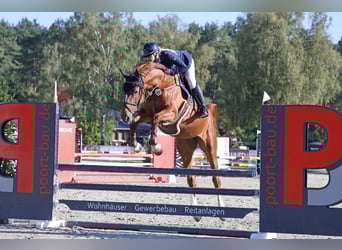 Holstein, Mare, 6 years, 17 hh, Chestnut-Red