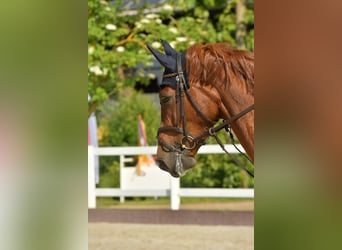 Holstein, Mare, 6 years, 17 hh, Chestnut-Red