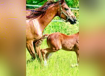 Holstein, Mare, 6 years, 17 hh