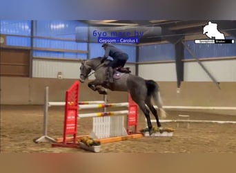 Holstein, Mare, 6 years, 17 hh, Grey