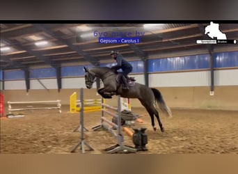 Holstein, Mare, 6 years, 17 hh, Grey