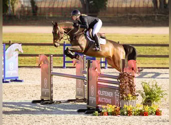 Holstein, Mare, 6 years, Brown