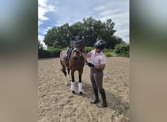 Holstein, Mare, 7 years, 15.2 hh, Bay-Dark