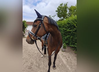 Holstein, Mare, 7 years, 15.2 hh, Bay-Dark