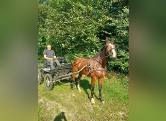 Holsteiner, Stute, 7 Jahre, 15,2 hh, Brauner