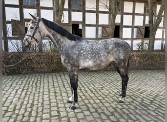 Holstein, Mare, 7 years, 15,2 hh, Gray-Dapple