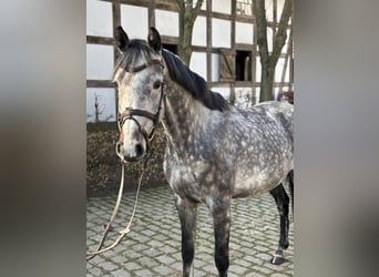 Holstein, Mare, 7 years, 15,2 hh, Gray-Dapple