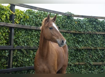 Holstein, Mare, 7 years, 15.2 hh