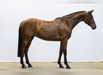 Holstein, Mare, 7 years, 15.3 hh