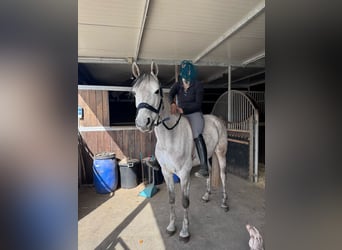 Holstein, Mare, 7 years, 15,2 hh, Gray