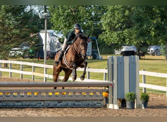 Holstein Mix, Mare, 7 years, 16.1 hh, Bay-Dark
