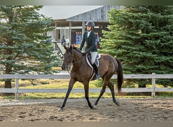 Holstein Mix, Mare, 7 years, 16.1 hh, Bay-Dark