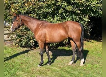 Holstein, Mare, 7 years, 16,1 hh, Brown