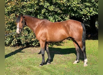 Holstein, Mare, 7 years, 16,1 hh, Brown