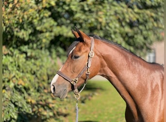 Holstein, Mare, 7 years, 16,1 hh, Brown