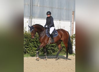 Holstein, Mare, 7 years, 16.1 hh, Brown Holstein, Mare, 7 years, 16.1 hh, Brown